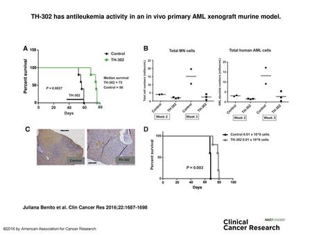 TH-302 has antileukemia activity in an in vivo primary AML xenograft murine model. TH-302 has antileukemia activity in an in vivo primary AML xenograft.