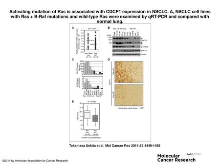 Activating mutation of Ras is associated with CDCP1 expression in NSCLC. A, NSCLC cell lines with Ras + B-Raf mutations and wild-type Ras were examined.