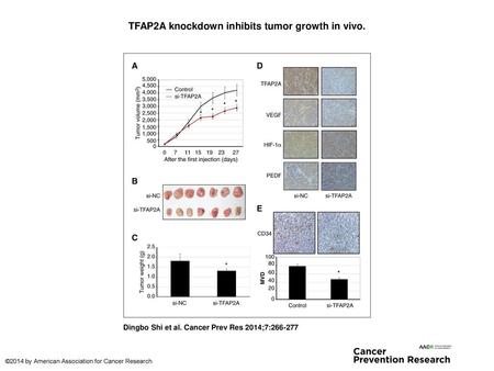 TFAP2A knockdown inhibits tumor growth in vivo.