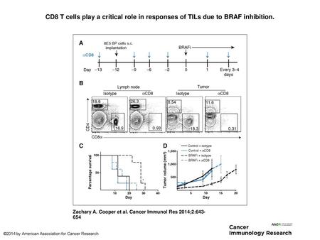 CD8 T cells play a critical role in responses of TILs due to BRAF inhibition. CD8 T cells play a critical role in responses of TILs due to BRAF inhibition.