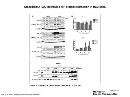 Gramicidin A (GA) decreases HIF protein expression in RCC cells.