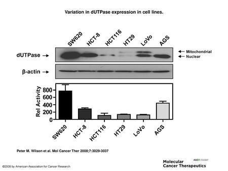 Variation in dUTPase expression in cell lines.
