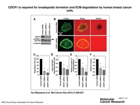 CDCP1 is required for invadopodia formation and ECM degradation by human breast cancer cells. CDCP1 is required for invadopodia formation and ECM degradation.