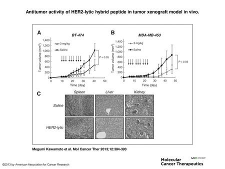 Antitumor activity of HER2-lytic hybrid peptide in tumor xenograft model in vivo. Antitumor activity of HER2-lytic hybrid peptide in tumor xenograft model.