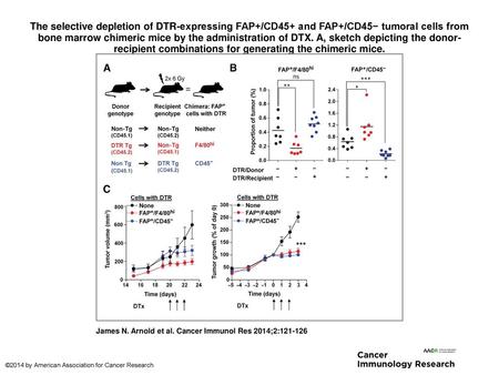 The selective depletion of DTR-expressing FAP+/CD45+ and FAP+/CD45− tumoral cells from bone marrow chimeric mice by the administration of DTX. A, sketch.