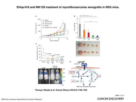 EHop-016 and INK128 treatment of myxofibrosarcoma xenografts in NSG mice. EHop-016 and INK128 treatment of myxofibrosarcoma xenografts in NSG mice. A,