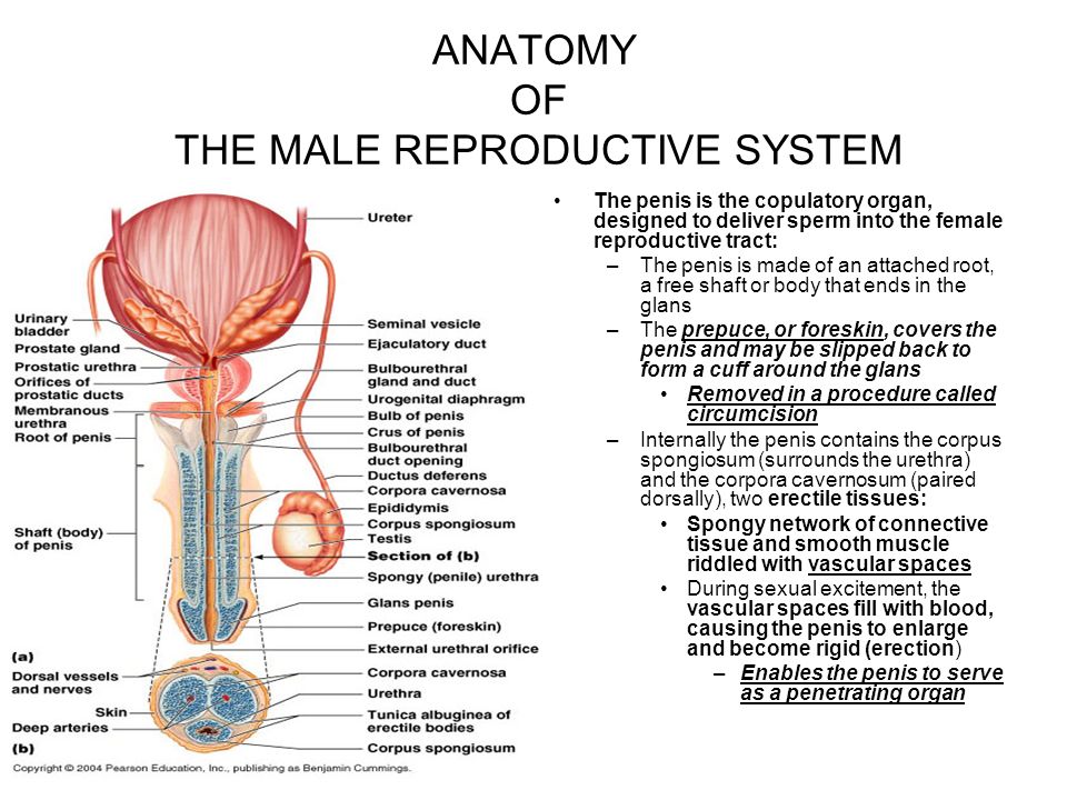 Male Reproductive System Penis 110