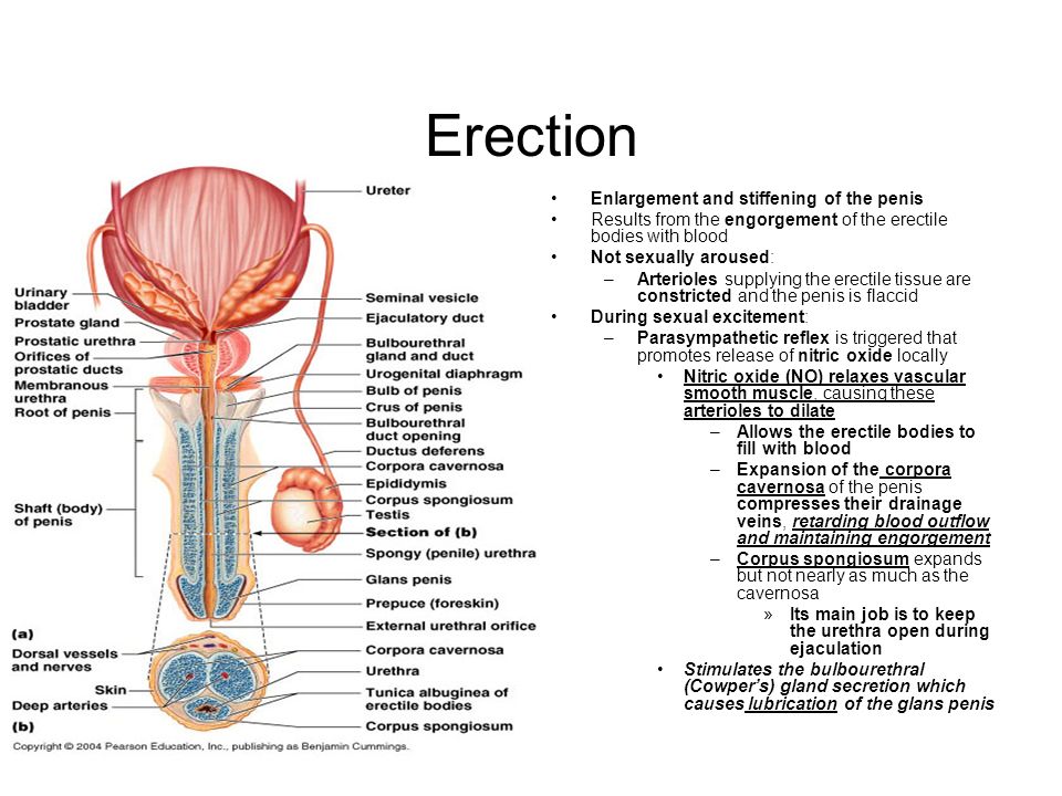 Erection Of The Penis Results From 99