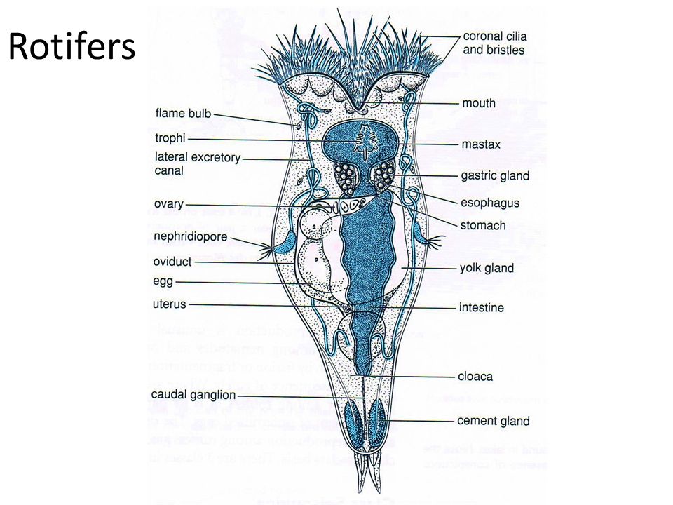 download aquaporins