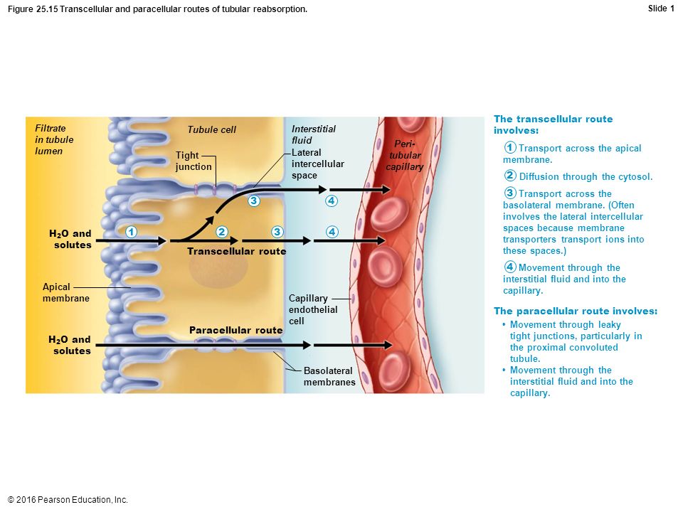 download the official patients sourcebook on sjgrens syndrome a revised and updated