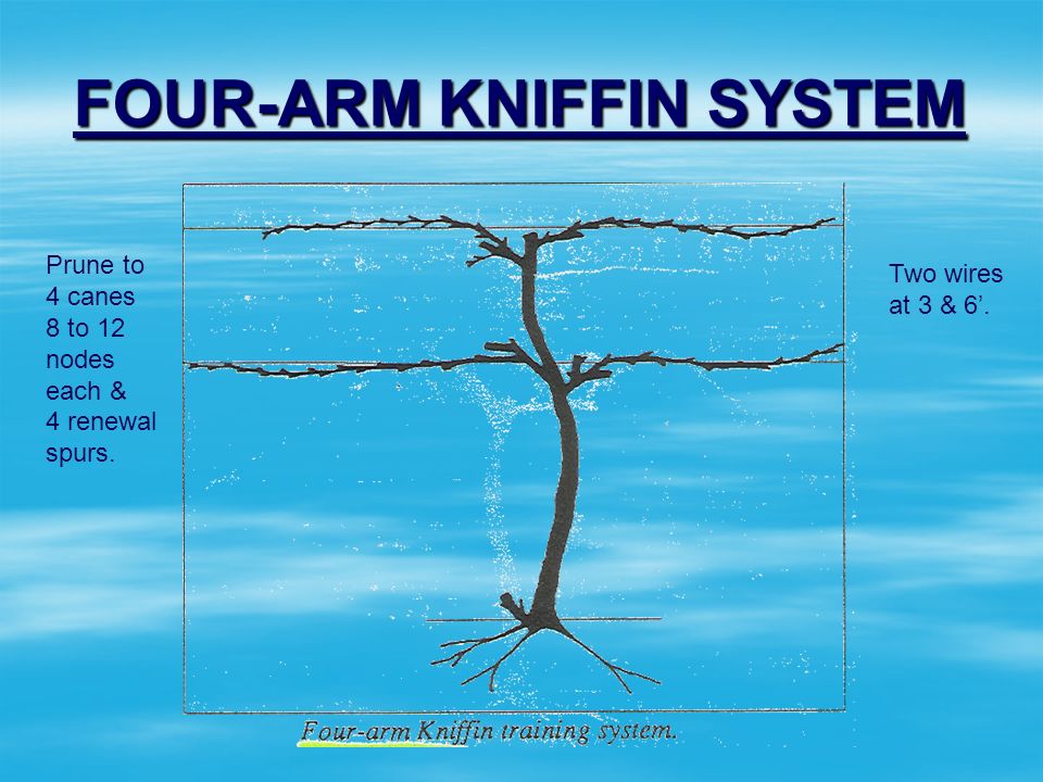 FOUR ARM+KNIFFIN+SYSTEM