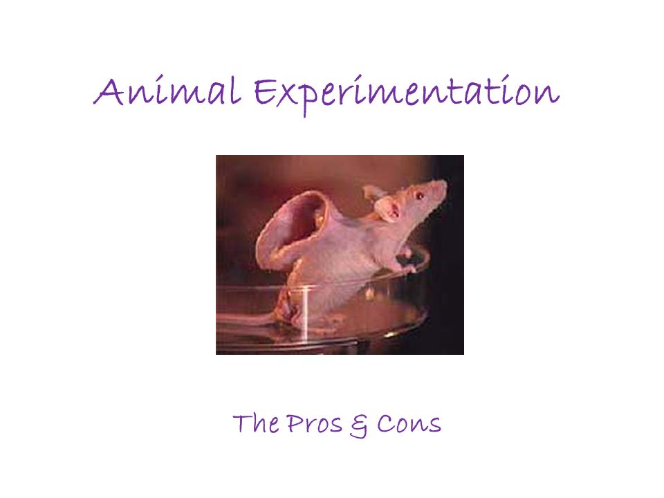 animal testing conclusion