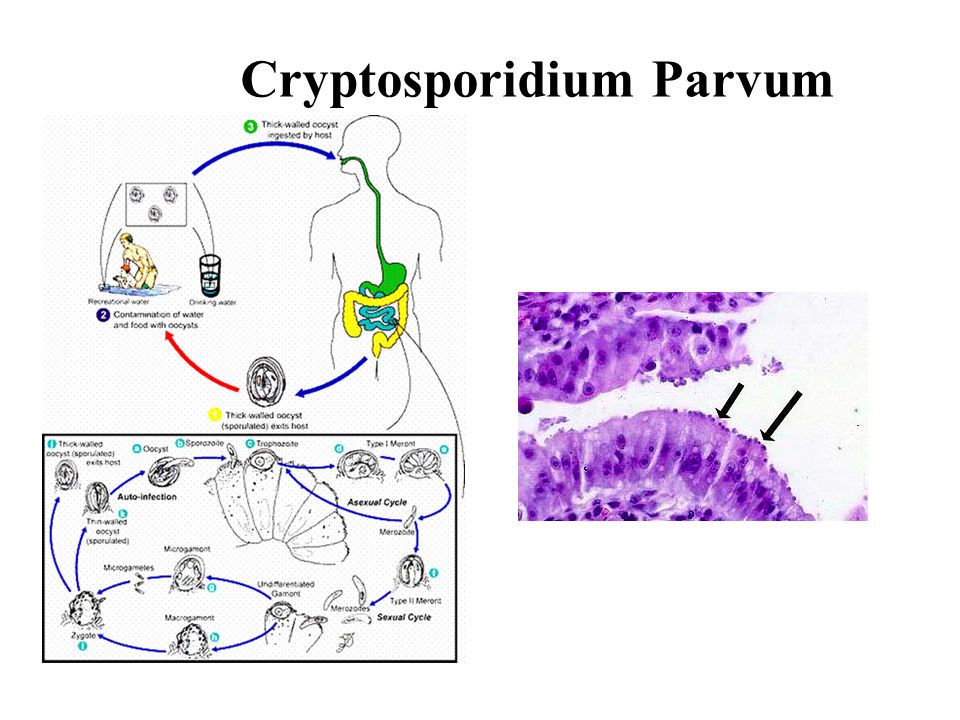 download corpus papyrorum judaicarum volume 3