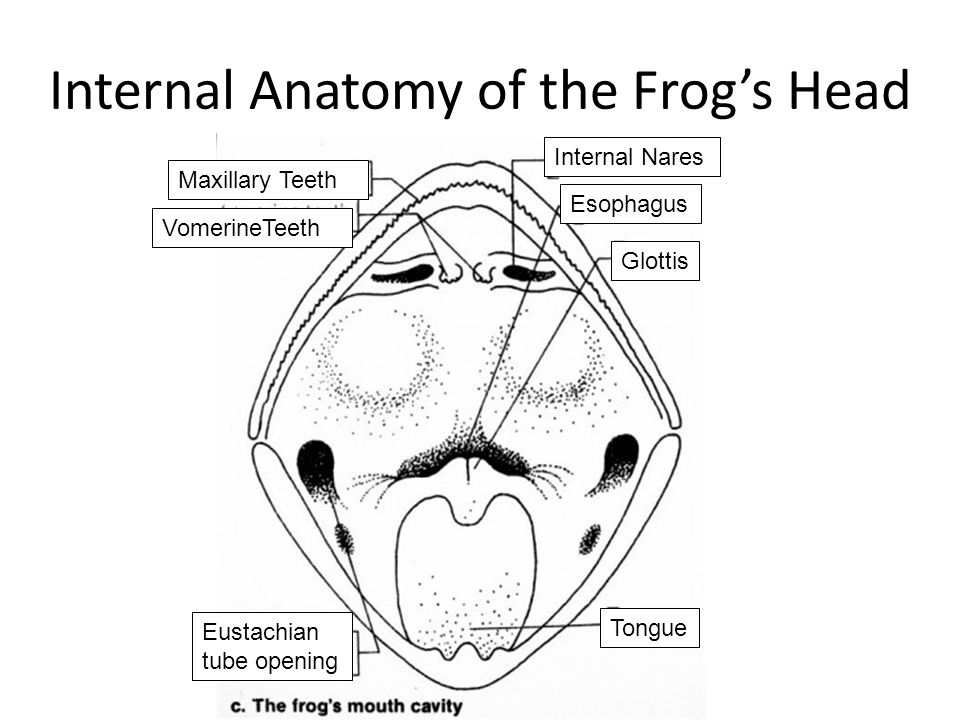 Parts Of A Frog S Mouth 17