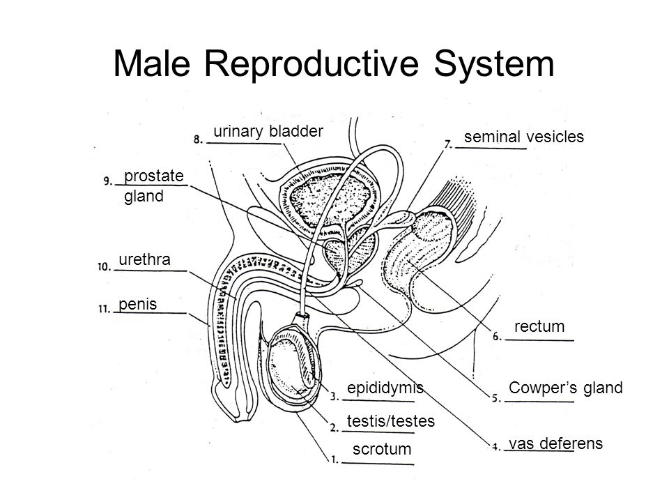 Human Reproductive System Male 10