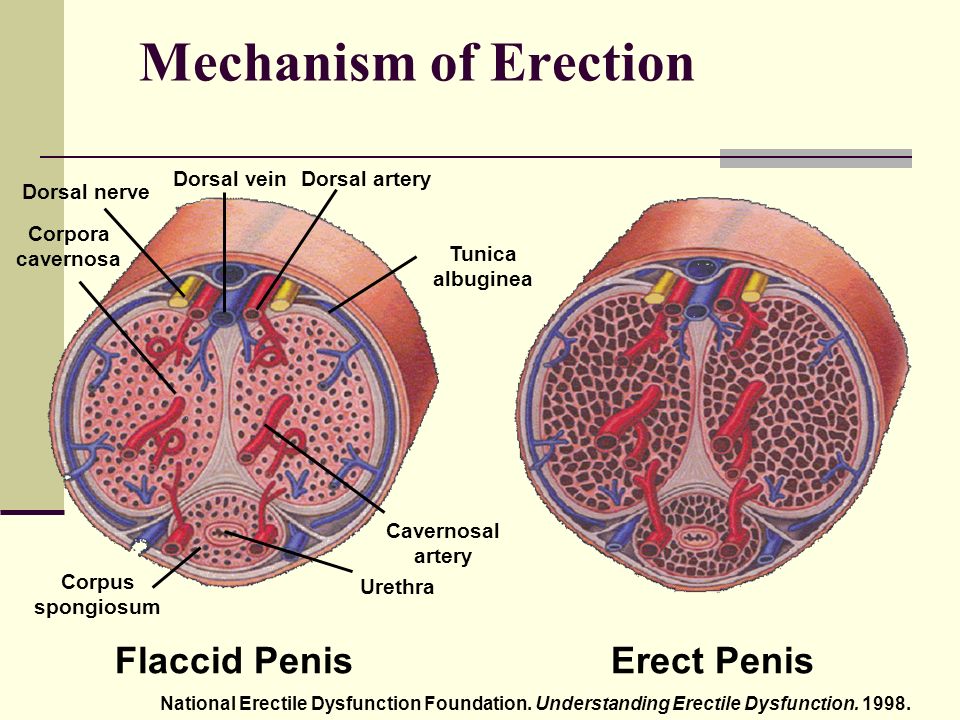Flacid And Erect Penis 10