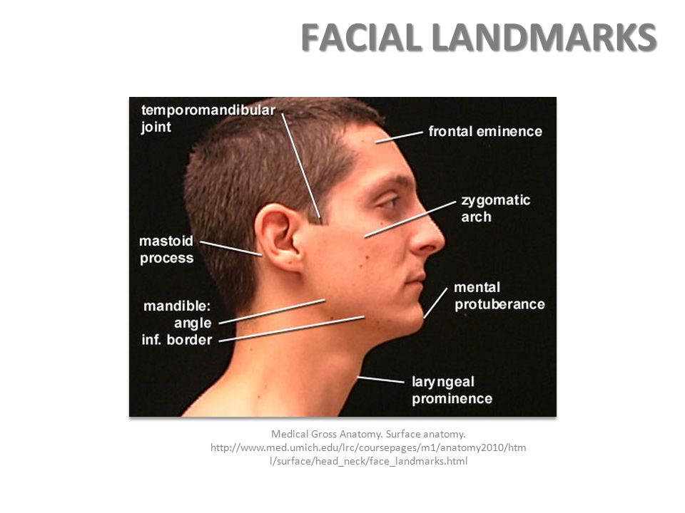 Facial Surface Anatomy 107