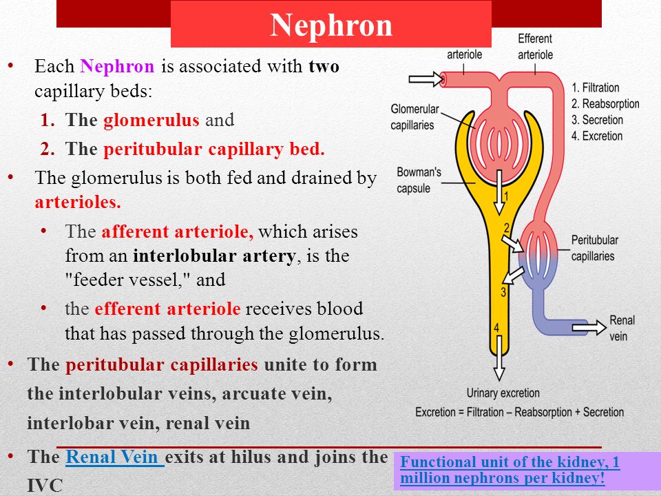 the afferent arteriole, which ar