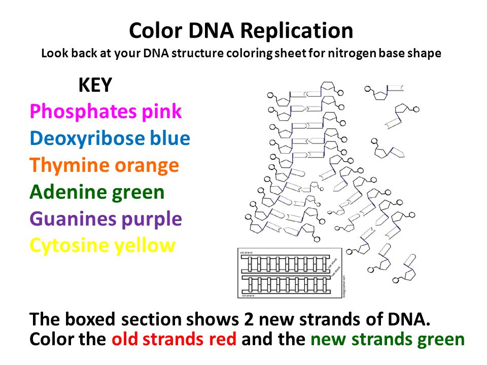 THE ROLES OF DNA.  ppt video online download