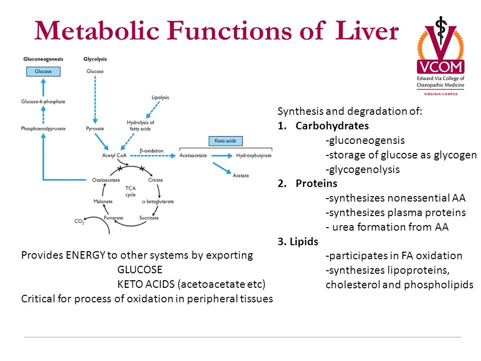 download myocardial preconditioning