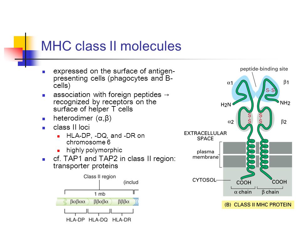 download the mammary glandhuman lactationmilk synthesis