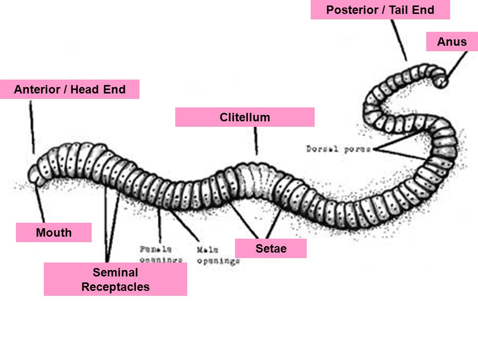 Earthworm Mouth Function 35