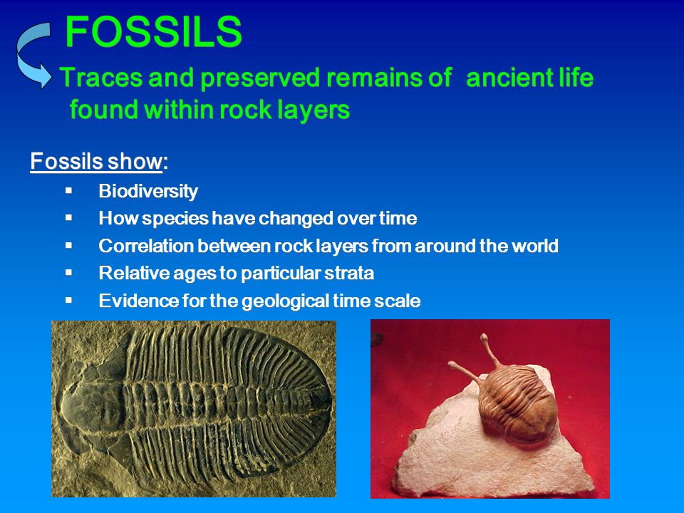 Fossils And Relative Dating And Type Of Rock