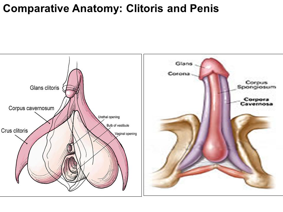 Penis Anatomy Video 43