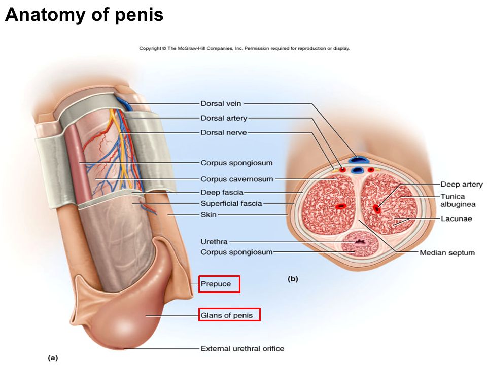 Penis Anatomy Video 4