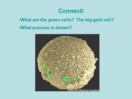 Connect! What are the green cells? The big gold cell?