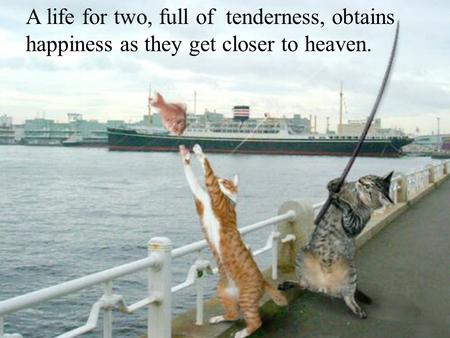 Les meilleures photos de L'année 2005 D'après NBC A life for two, full of tenderness, obtains happiness as they get closer to heaven.