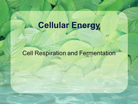 Cellular Energy Cell Respiration and Fermentation.