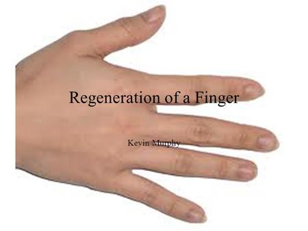 Regeneration of a Finger