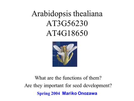 Arabidopsis thealiana AT3G56230 AT4G18650 What are the functions of them? Are they important for seed development? Spring 2004 Mariko Onozawa.