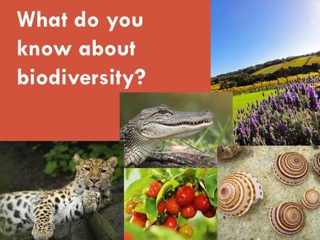 What do you know about biodiversity?. Hello! Welcome to What do you know about biodiversity? You have probably heard of BIODIVERSITY many times… but do.