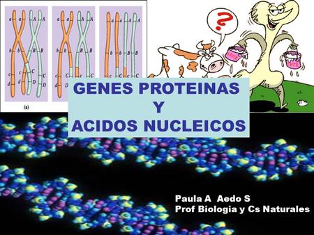 GENES PROTEINAS Y ACIDOS NUCLEICOS Paula A Aedo S
