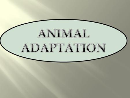 ANIMAL ADAPTATION.