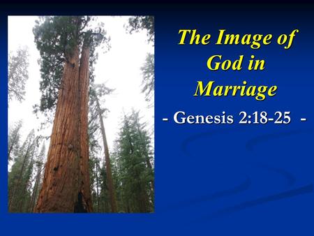 The Image of God in Marriage - Genesis 2:18-25 -.