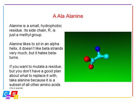 A Ala Alanine Alanine is a small, hydrophobic