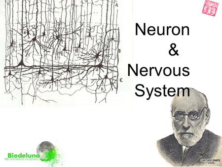 Neuron & Nervous System