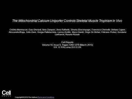 The Mitochondrial Calcium Uniporter Controls Skeletal Muscle Trophism In Vivo Cristina Mammucari, Gaia Gherardi, Ilaria Zamparo, Anna Raffaello, Simona.