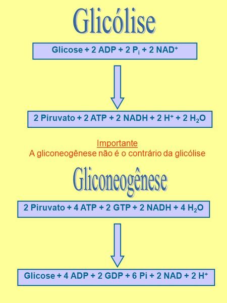 Glicólise Gliconeogênese Glicose + 2 ADP + 2 Pi + 2 NAD+
