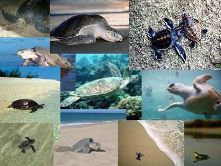 A Turtle Tale… A Turtle Tale… I once knew a sea turtle… And her story’s quite a TALE!