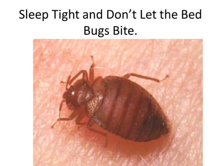 Sleep Tight and Don’t Let the Bed Bugs Bite..