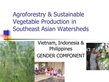 Agroforestry & Sustainable Vegetable Production in Southeast Asian Watersheds Vietnam, Indonesia & Philippines GENDER COMPONENT.