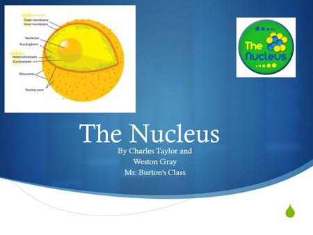  The Nucleus By Charles Taylor and Weston Gray Mr. Burton's Class.