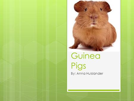 Guinea Pigs By: Anna Hulslander.