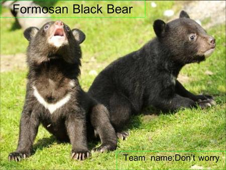 Formosan Black Bear Team name:Don’t worry Taiwan black bear's Features: Features : They are also known as white-throated bears because of the V- shaped.