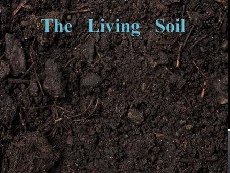 The Living Soil Hello, my name is Harry the earthworm. I’m now on vacation, so I will show you how my friends and I help the soil. One thing first, I’m.