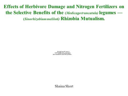 Effects of Herbivore Damage and Nitrogen Fertilizers on the Selective Benefits of the (Medicago truncatula) legumes — (Sinorhizobium meliloti) Rhizobia.